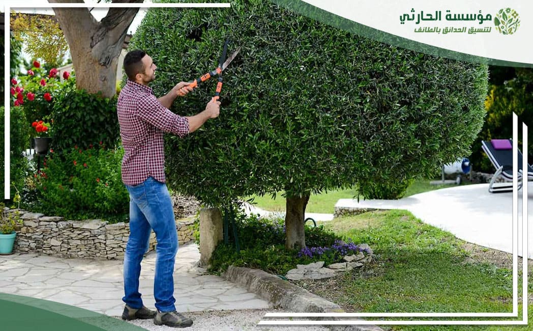 أهمية قص اشجار بالطائف