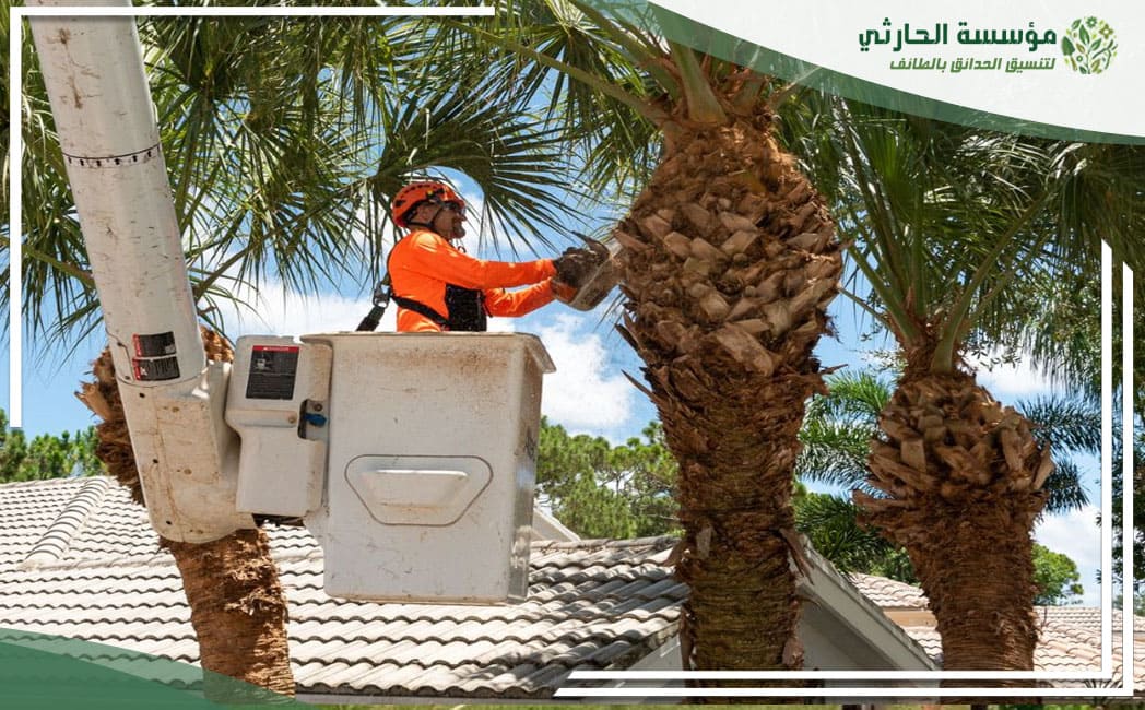 شركة تكريب النخيل بالطائف