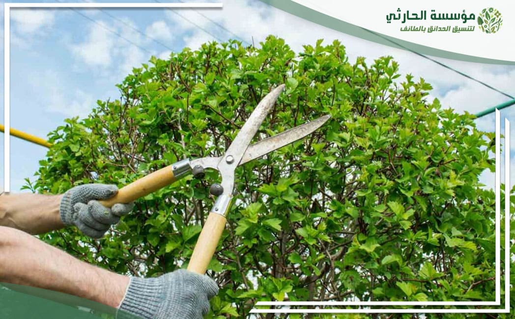 قص اشجار بالطائف